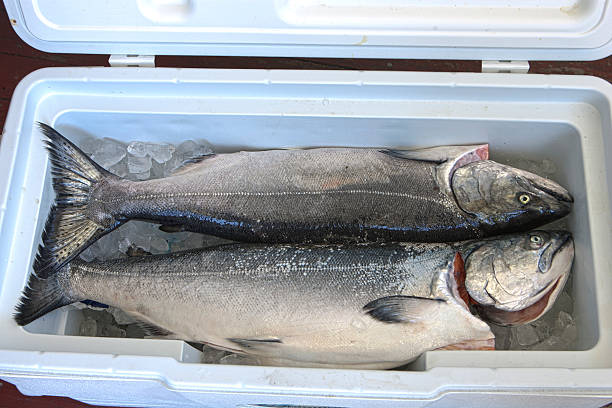 fresh caught salmon stock photo