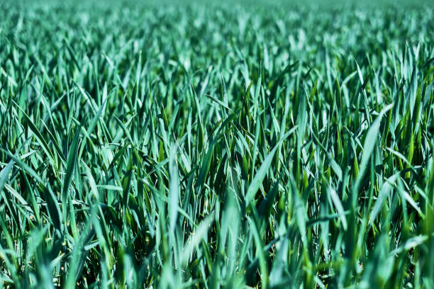 Fresh cereal field in spring sunshine stock photo
