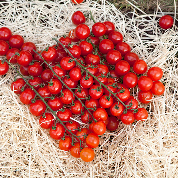 fresh cherry tomatoes stock photo