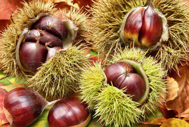 Fresh chestnuts on dry leaves Fresh chestnuts with open husk on dry autumn leaves, studio shot horse chestnut seed stock pictures, royalty-free photos & images