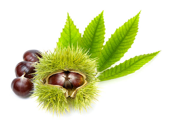 Fresh chestnuts with green leaves, isolated Isolated studio shot of edible chestnuts and fresh green leaves horse chestnut seed stock pictures, royalty-free photos & images