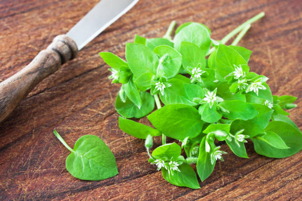 Fresh Chickweed herbs and knife stock photo