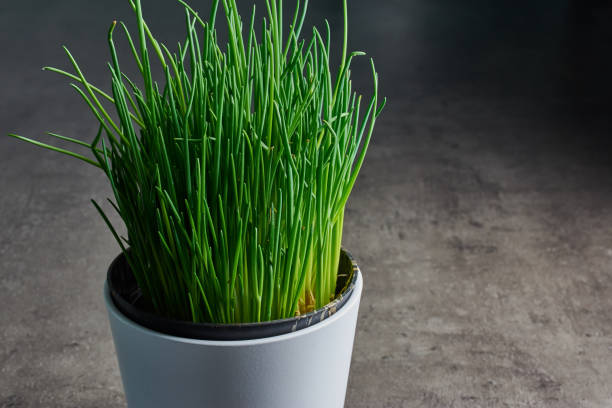 Photo of fresh chives in a white pot