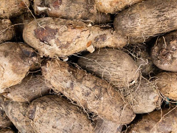 Fresh clean yam on the market. cara stock photo