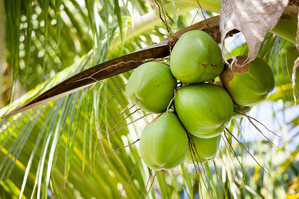 Fresh coconuts hanging on palm tree stock photo