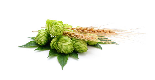 fresh cones of hops and wheat. - beer hop imagens e fotografias de stock
