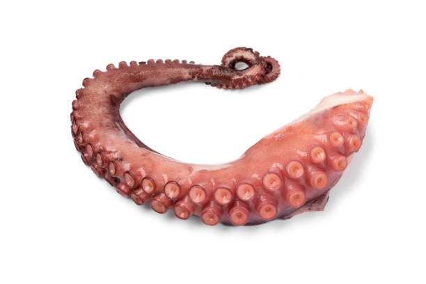 frisch gekochte oktopus tentakel aus nächster nähe - gliedmaßen körperteile fotos stock-fotos und bilder