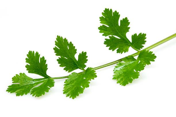 Fresh coriander leaves Fresh coriander leaves isolated on white background cilantro stock pictures, royalty-free photos & images