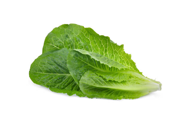 fresh cos lettuce leaf isolated on white background fresh cos lettuce leaf isolated on white background lettuce stock pictures, royalty-free photos & images