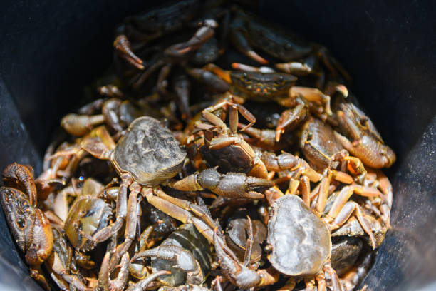 Fresh crab rock, wild freshwater crab on bucket, forest crab or stone crab river Fresh crab rock, wild freshwater crab on bucket, forest crab or stone crab river crabbing stock pictures, royalty-free photos & images