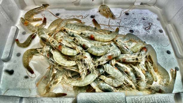 fresh crayfish for sale at the mercato centrale firenze. stock photo