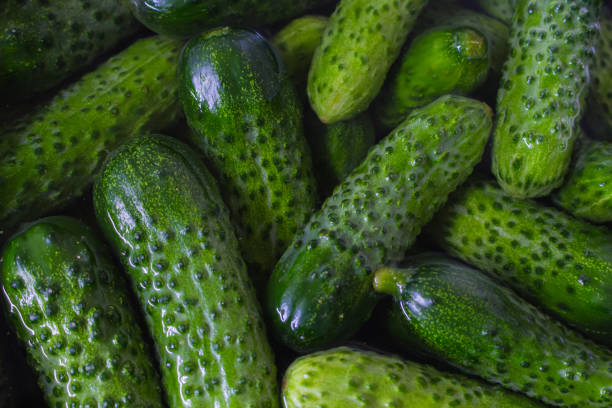 Fresh cucumbers in water. Harvest of ripe cucumbers. Grocery concept. Organic vegetables. Farm market. Vitamins concept. Raw food. Autumn harvest.  pickle stock pictures, royalty-free photos & images