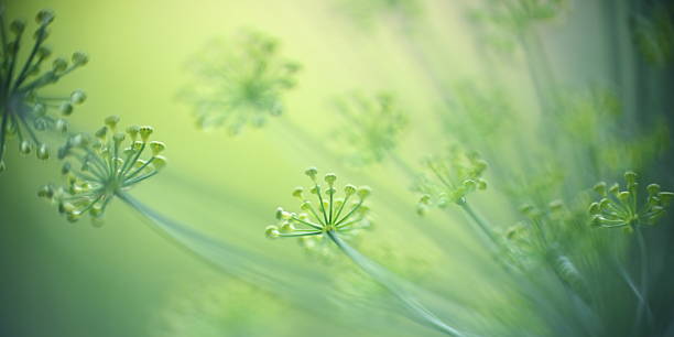 Fresh Dill Abstract, macro shot of dill, selective focus. dill photos stock pictures, royalty-free photos & images