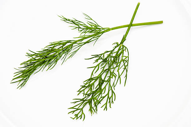 fresh dill close up of frech dill on a white plate dill stock pictures, royalty-free photos & images