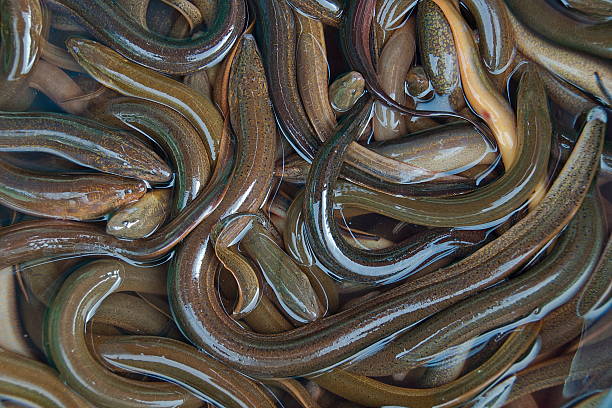 fresh eels in vietnamese market. - paling stockfoto's en -beelden