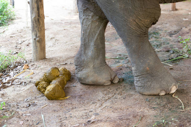 fresh-elephant-feces-on-ground-picture-id955753348