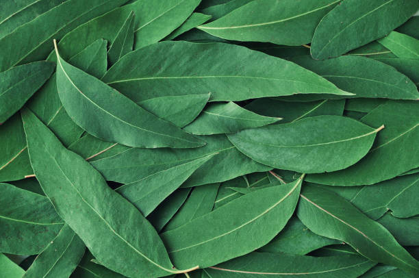 Fresh eucalyptus leaves. Flat lay, top view. Nature green Eucalyptus leaves  background stock photo