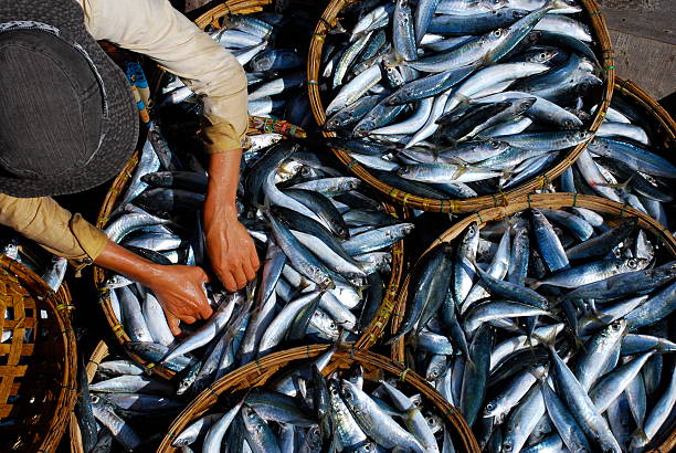 Fresh fish is sorted at market in Hoi An, Vietnam stock photo