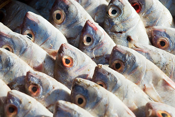 Fresh Fish stock photo