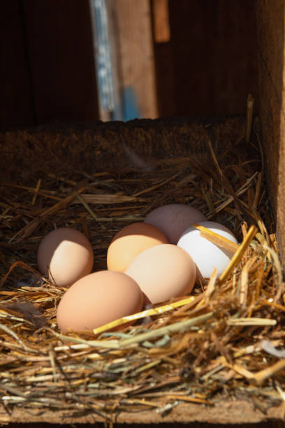 Fresh Free Range Eggs In Straw Nest stock photo