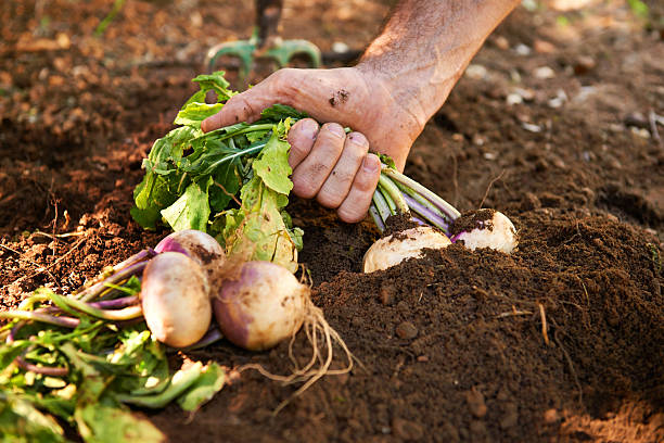 Fresh from the Earth Turnips being pulled from the ground turnip stock pictures, royalty-free photos & images