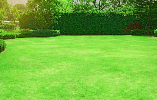 Fresh Gardening Green Grass Smooth Lawn Ficus Wall And ...