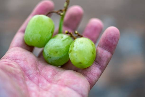 Fresh grapes stock photo