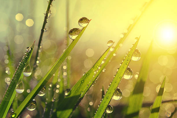 fresh grass with dew drops at sunrise. - dauw stockfoto's en -beelden