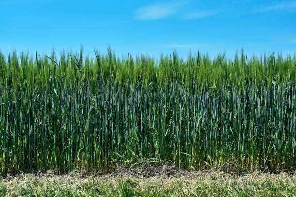Fresh green cereal field with blue sky stock photo