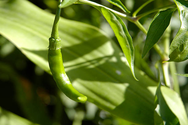 Fresh Green Chili stock photo