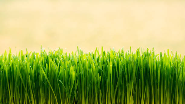 färska gröna gräs bakgrund - easter egg bildbanksfoton och bilder