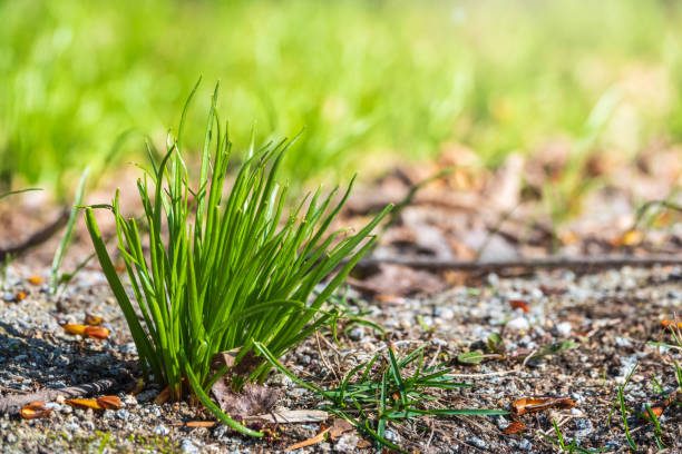 Fresh green grass close up in spring or summer. Nature background stock photo