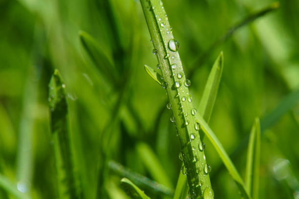Photo of Fresh green grass with water drops