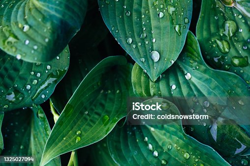 istock Fresh green hosta leaves covered in raindrops 1325027094