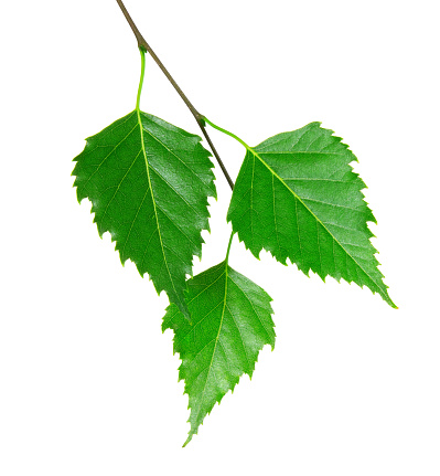 Branch with bright green leaves on a white background.