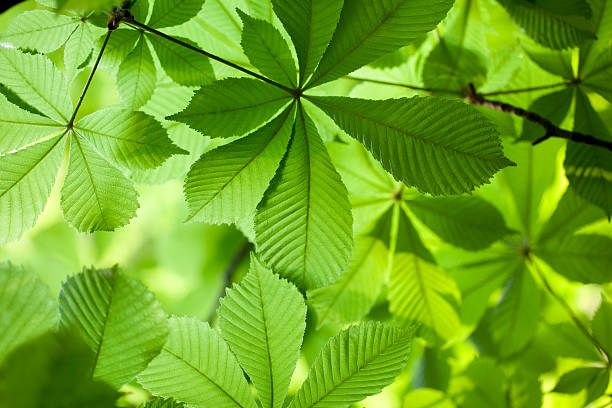 Fresh green leaves in forest Fresh green leaves in forest. Horse Chestnut. To see more Leaves images click on the link below: horse chestnut tree stock pictures, royalty-free photos & images