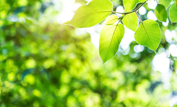 Fresh green leaves in public park stock photo
