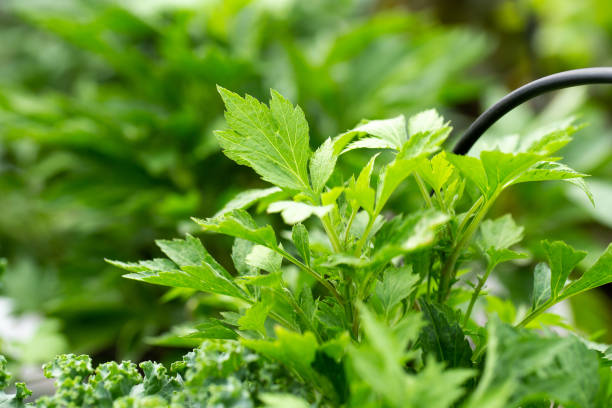 Fresh green leaves texture of Mugwort plant stock photo