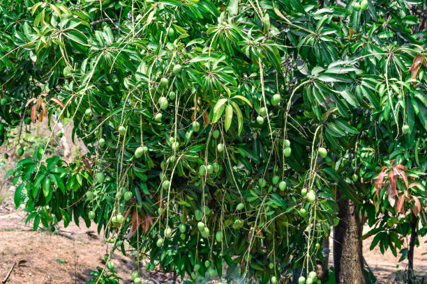 Fresh Green mango hanging on branches,  fruit is growing on a tree Mangoes on branch and sunrays stock photo