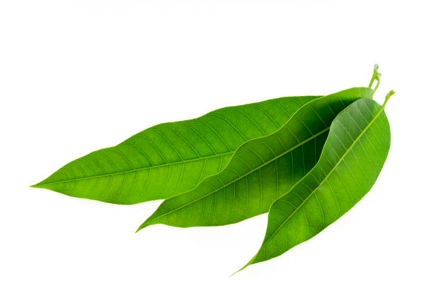 Fresh Green Mango leaves isolated on white background stock photo