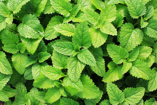 Fresh green mint plants in growth at field stock photo