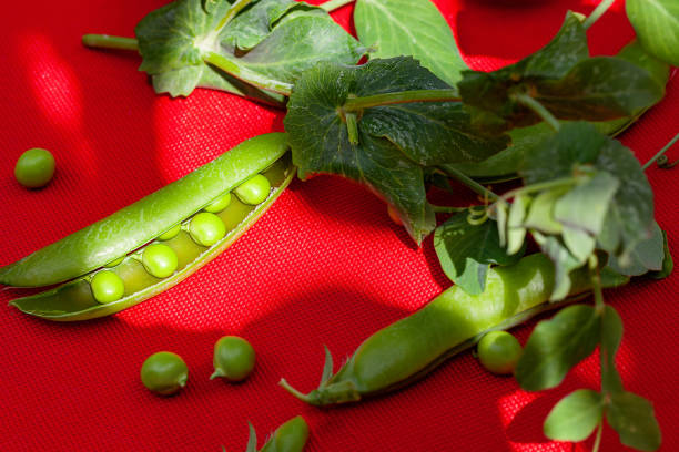 Fresh green peas are a storehouse of vitamins and an important part of a healthy diet stock photo