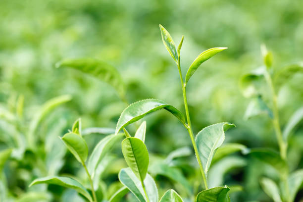 Fresh green tea leaves (Camellia sinensis) stock photo