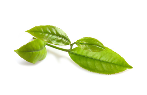 istock Frescas hojas de té verde 183830476