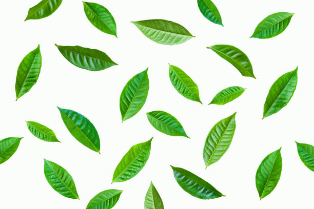 folha de planta de chá verde fresco em fundo branco - chá - fotografias e filmes do acervo