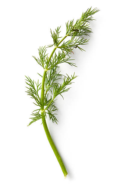 Fresh Herbs: Dill Isolated on White Background More Photos like this here... dill stock pictures, royalty-free photos & images