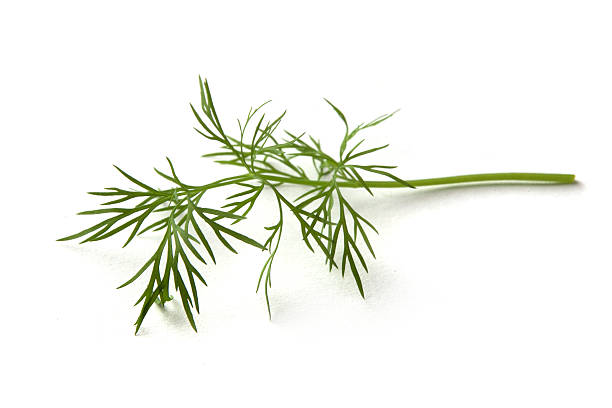 Fresh Herbs: Dill  dill photos stock pictures, royalty-free photos & images