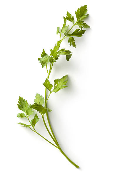 Fresh Herbs: Parsley More Photos like this here... cilantro stock pictures, royalty-free photos & images