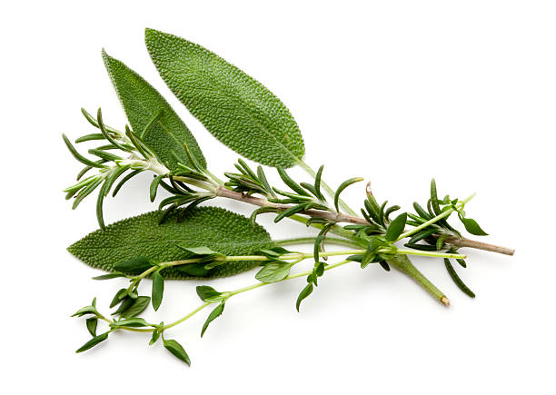 Fresh Herbs Fresh Herbs on white. sage stock pictures, royalty-free photos & images