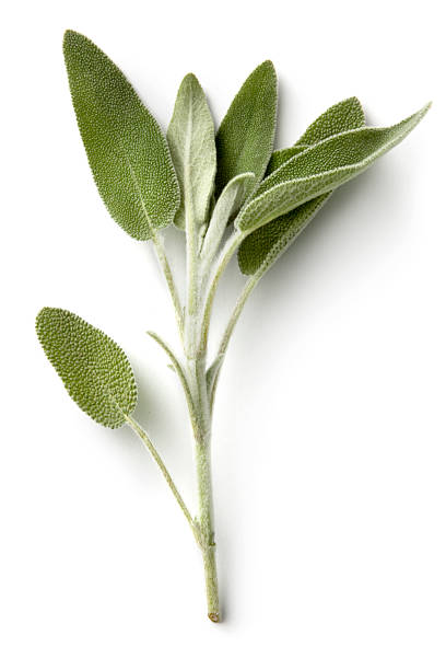Fresh Herbs: Sage More Photos like this here... sage stock pictures, royalty-free photos & images